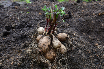 Tubers with young green dahlia shoots lie on the ground before planting.