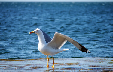Fototapeta na wymiar seagull at sea, seagull close-up