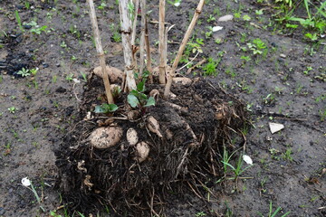 Tubers with young green dahlia shoots lie on the ground before planting.