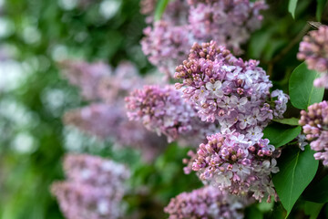 Bush of lilac in full bloom with purple flowers in spring garden