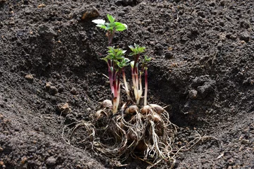 Kussenhoes Tubers with young green dahlia shoots lie on the ground before planting. © Olga