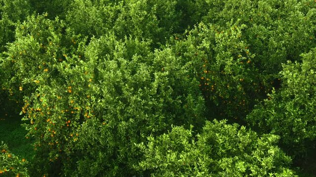 orange trees with fruits aerial view. growing citrus trees. tropical and subtropical climate, fruit farming in Turkey. orange, lemon and lime trees