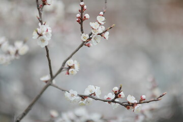 blooming apricot blooms and pleases everyone around