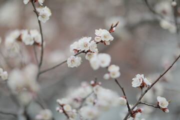 blooming apricot blooms and pleases everyone around