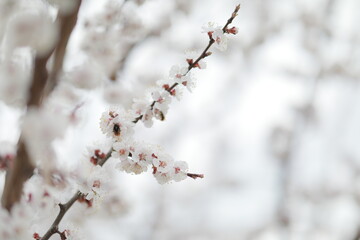 blooming apricot blooms and pleases everyone around