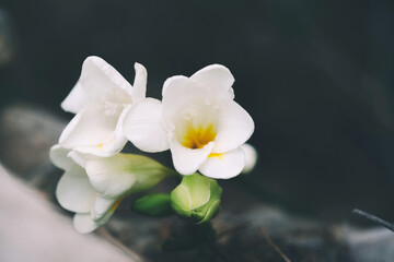 Naklejka na ściany i meble White freesia flowers in bloom during spring