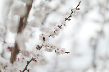 blooming apricot blooms and pleases everyone around