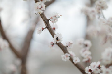 blooming apricot blooms and pleases everyone around