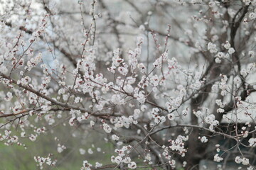 blooming apricot blooms and pleases everyone around