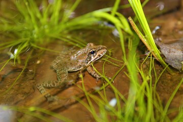 Frog puddle