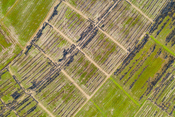 Aerial view or top view, furrows row pattern in paddy field. Rows of soil before planting. Chiang...