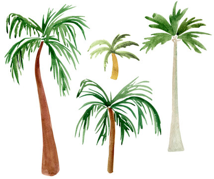 Palm trees watercolor elements set. Template for decorating designs and illustrations.