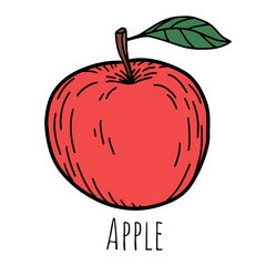 Hand drawn sketch red apple.Isolated on white background. vector