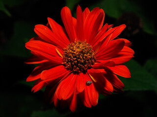 The ladybug on The red flower