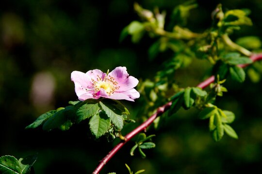 Closeup of flower on tree branch
