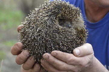 hedgehog in hands