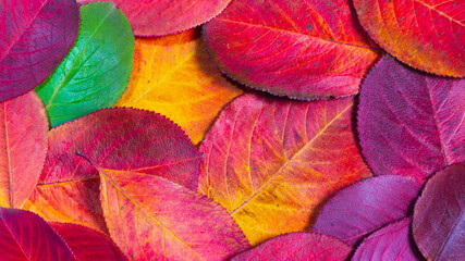 Bright background of red autumn leaves, hello autumn © Olga