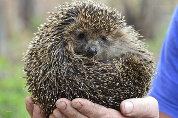 hedgehog in hand