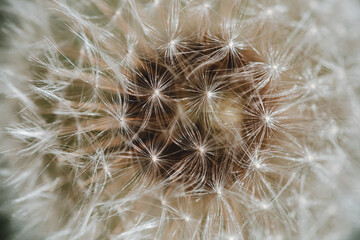 close up of seeds of a dandelion