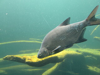 Naklejka premium Fish in an Aquarium in a Zoo in Austria