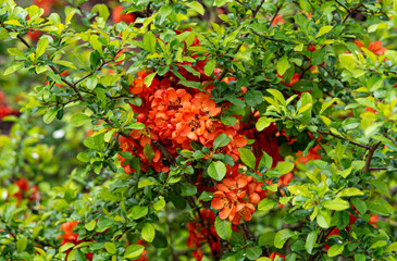 red flowers in the bush