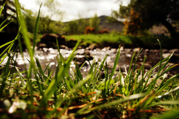 grass near the river