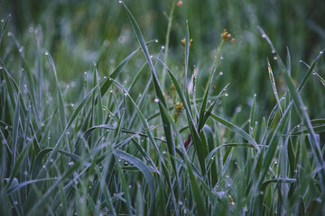 Dew on the grass in the morning in summer