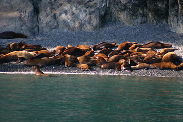 Ice Seals in Alaska on the Rocky Shore of and Island in a Community
