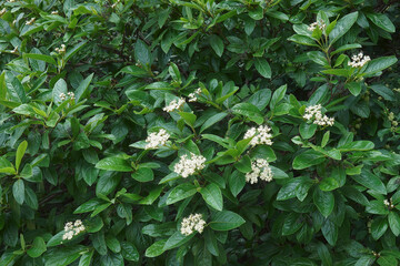 Winterthur smooth viburnum (Viburnum nudum 'Winterthur')