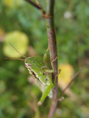 枝につかまるバッタ