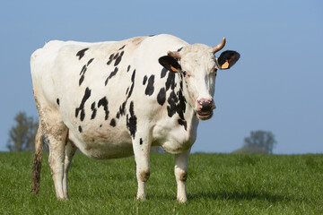 Portrait of a cow in the meadow