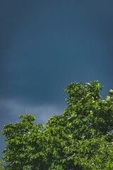 Tree and cloudy sky in summer