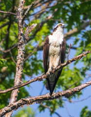 Male osprey looking to the right