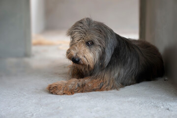 Naklejka na ściany i meble A long-haired, shaggy dog staring at a lovely sight