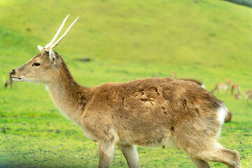 Fototapeta premium ファロージカ 鹿の写真