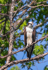 Male osprey looking down while perched on a branch