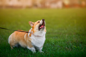 corgi dog on leash barks menacingly opening his mouth and showing sharp teeth