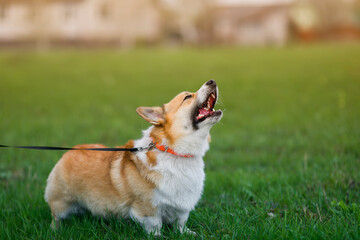 corgi dog on leash barks menacingly opening his mouth and showing sharp teeth