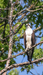 Male osprey looking to the left