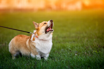 corgi dog on the green the grass on the leash barks menacingly opening its mouth and showing sharp...