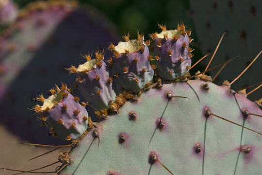 Santa Rita Prickly Pear (Opuntia Santa-rita).