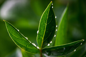 Water drops on green leaf