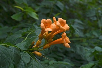 Trumpet vine (Campsis radicans). Called Trumpet creeper, Cow itch vine and Hummingbird vine also