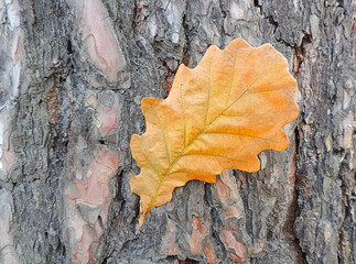 Yellow oak leaves on the bark, autumn abstract background