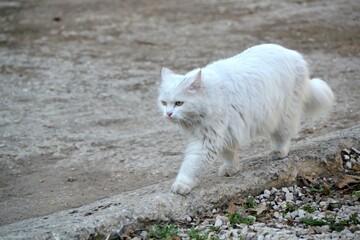 A white fluffy cat moves along the edge of the road