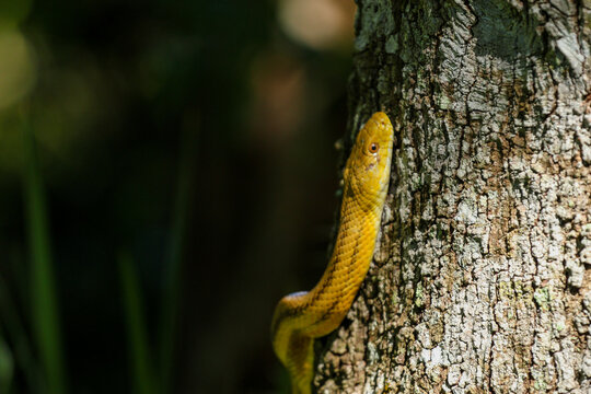 Yellow Rat Snake 