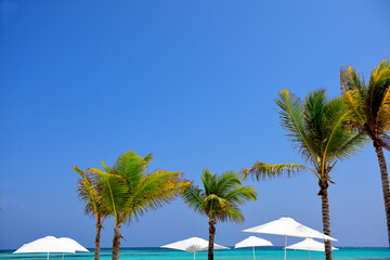 Fototapeta na wymiar Beach umbrellas, coconut trees and a blue sea under a blue cloudless sky in Punta Cana, Dominican Republic