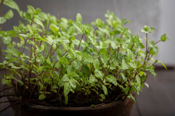 Close view of mint leaves plant in a clay pot 