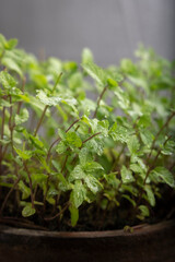 Close view of mint leaves plant in a clay pot 