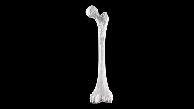 Right human femur bone, posterior view, bone anatomy, black background, 3d rendering